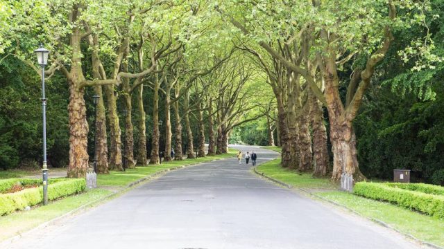 Cmentarz Centralny w Szczecinie