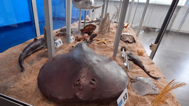 Muzeum Ichtiologiczne