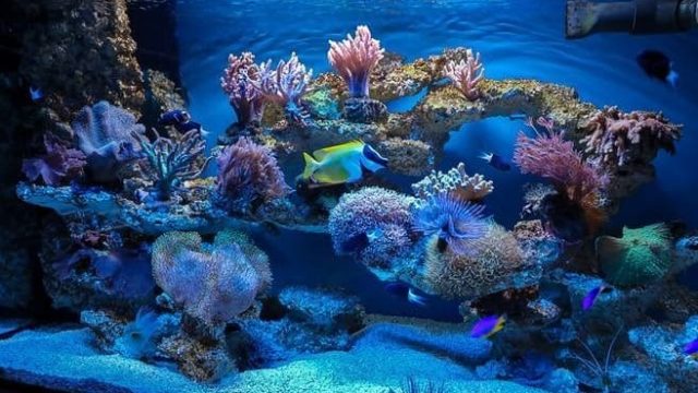 Muzeum Ichtiologiczne