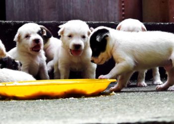 Piesiowe Love w OMNI Molo – wydarzenie dla prawdziwych miłośników czworonogów!