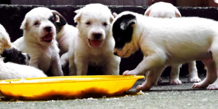 Piesiowe Love w OMNI Molo – wydarzenie dla prawdziwych miłośników czworonogów!