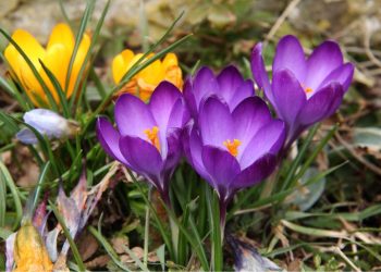 Wiosenne krokusy pod ochroną – mieszkańcom Szczecina grozi mandat nawet 1000 zł