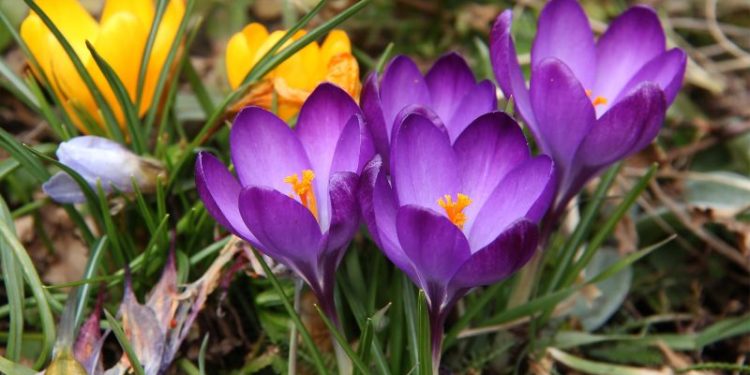 Wiosenne krokusy pod ochroną – mieszkańcom Szczecina grozi mandat nawet 1000 zł