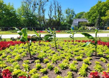 Szczecin w kwiatach - miasto zamienia się w barwny ogród