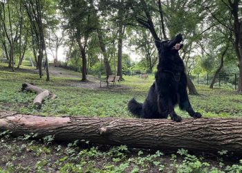 Psia polana w Parku Brodowskim już otwarta! Szczecińskie psiaki mają swoje miejsce