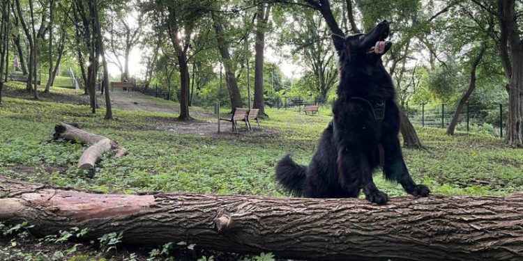 Psia polana w Parku Brodowskim już otwarta! Szczecińskie psiaki mają swoje miejsce