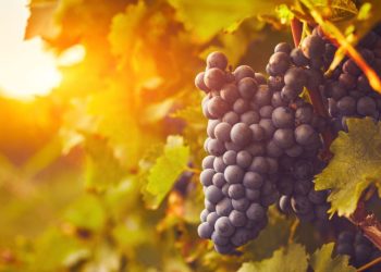 Weekend Otwartych Winnic Pomorza Zachodniego 2025 – trzy dni wina, natury i dobrej zabawy