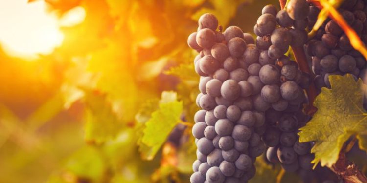 Weekend Otwartych Winnic Pomorza Zachodniego 2025 – trzy dni wina, natury i dobrej zabawy