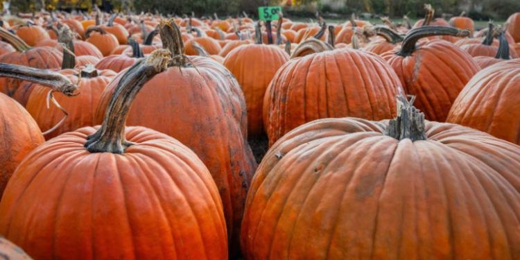 Złota Dynia 2025 w Morzyczynie – lokalne przysmaki, zabawa i konkursy nad Miedwiem (20-21.09.2025!)