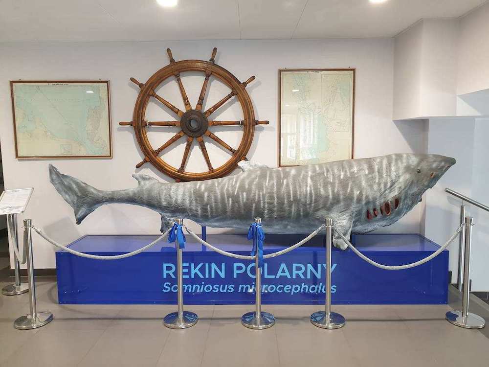 obraz przedstawia spreparowanego rekina polarnego; artefakt pochodzi z Muzeum Ichtiologii w Szczecinie