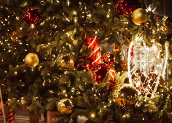 Świąteczna Choinka w Szczecinie już stoi. Nowe drzewko, stare emocje i… trochę dyskusji