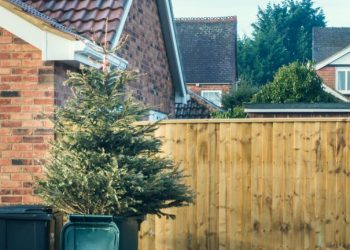 Co zrobić z choinką po świętach w Szczecinie? Spokojnie, to prostsze niż myślisz