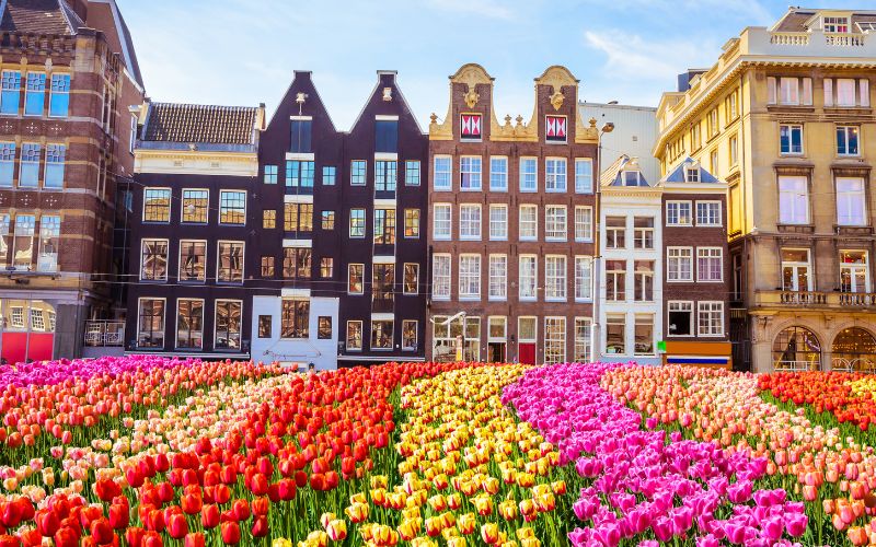 Holenderskie tulipany