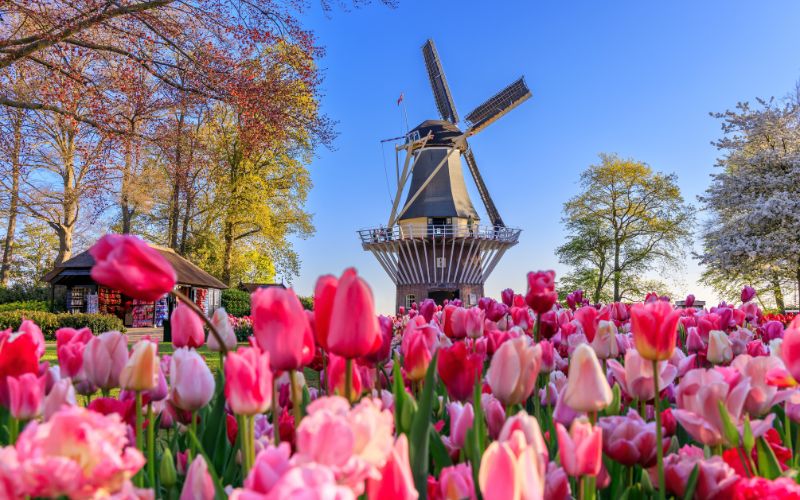 Wiatrak i tulipany - symbole Holandii