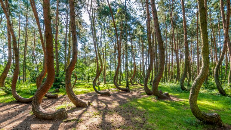 Krzywy Las nieopodal Gryfina