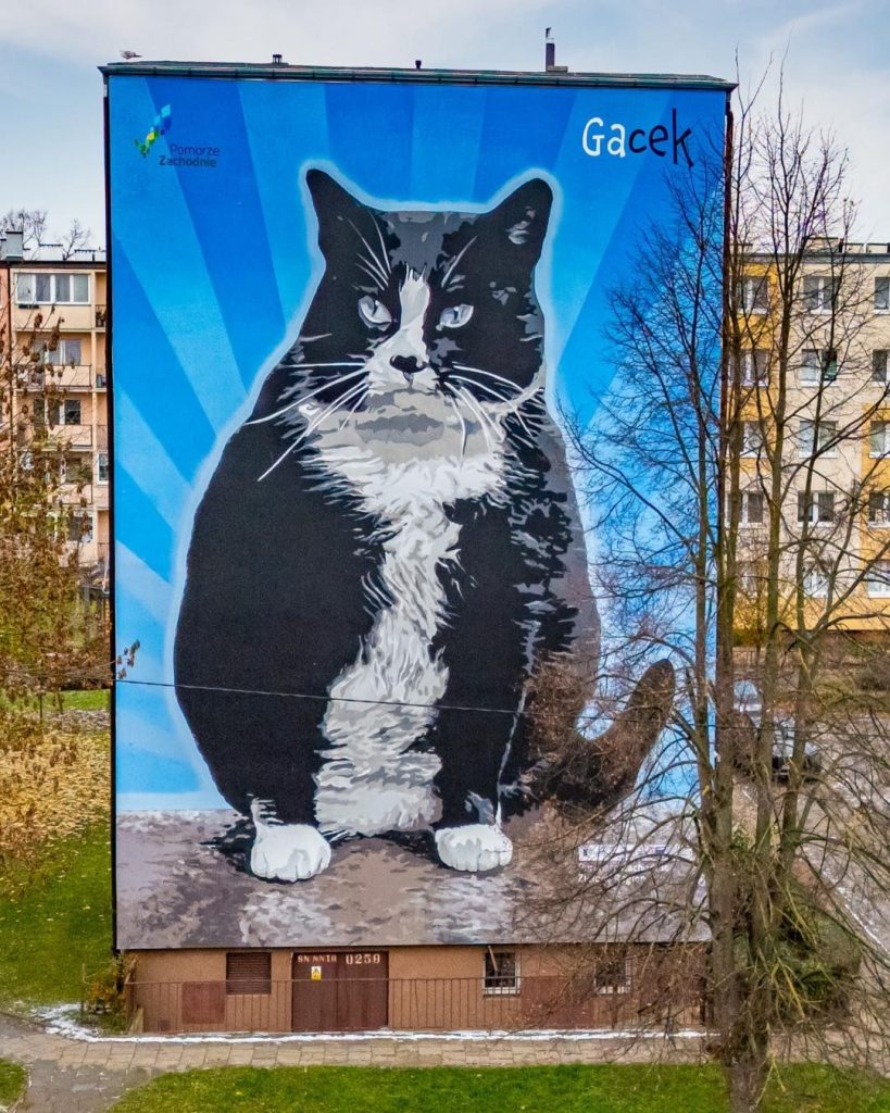 Mural Kota Gacka w Szczecinie