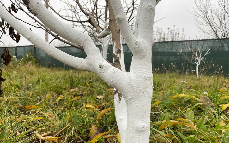 Zdjęcie przedstawia wybielone drzewo w ogrodzie