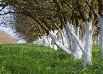 Bielenie drzew w ogrodzie