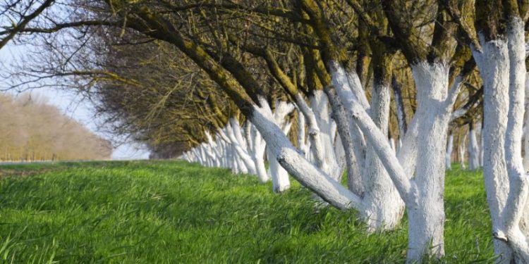 Bielenie drzew w ogrodzie