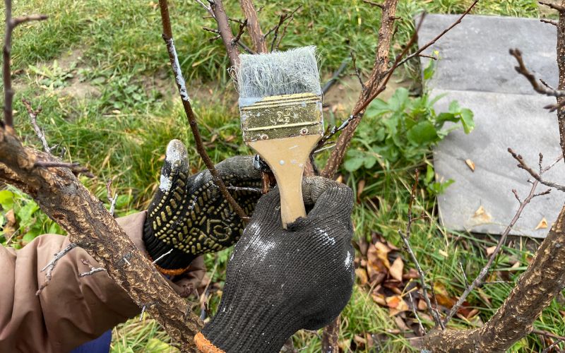 Zdjęcie przedstawia ręce, które trzymają pędzel do wybielenia drzewa