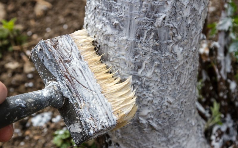 Zdjęcie przedstawia pędzel, który sunie po korze drzewa