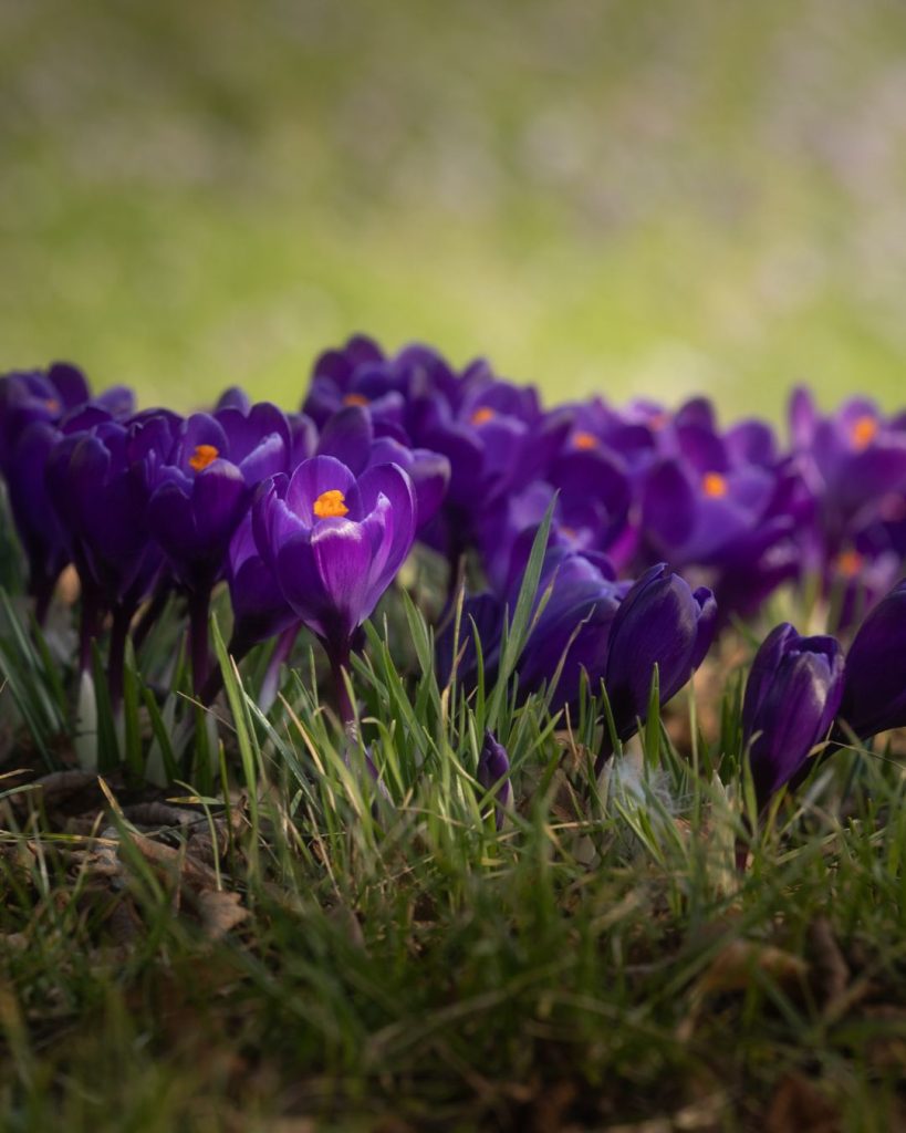 Krokus Szczecin