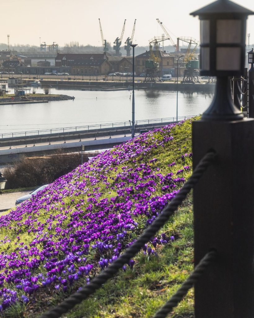 Krokusy na Wałach Chrobrego