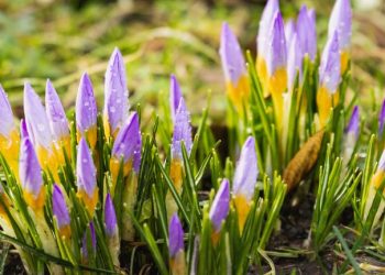 Krokusy w Szczecinie 2026 - kiedy pojawią się krokusowe dywany na Jasnych Błoniach i Wałach Chrobrego