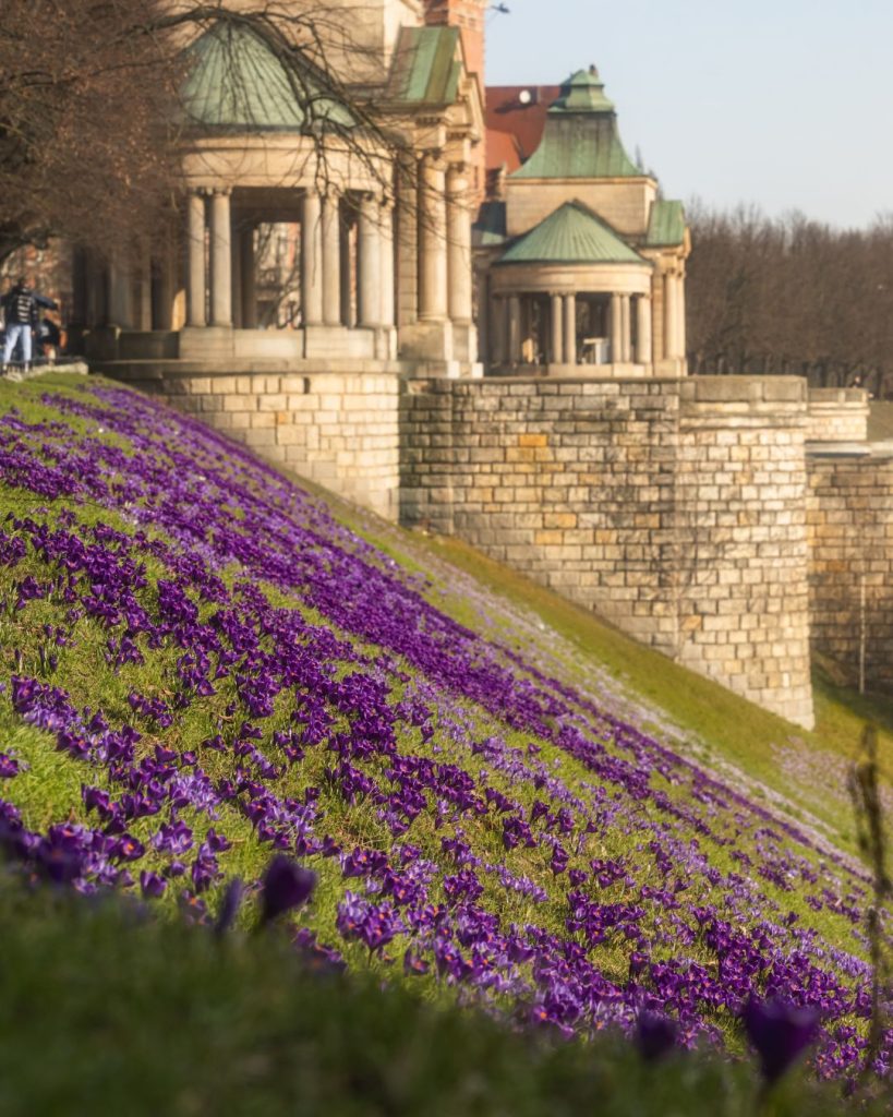 Krokusy na Wałach Chrobrego w Szczecinie