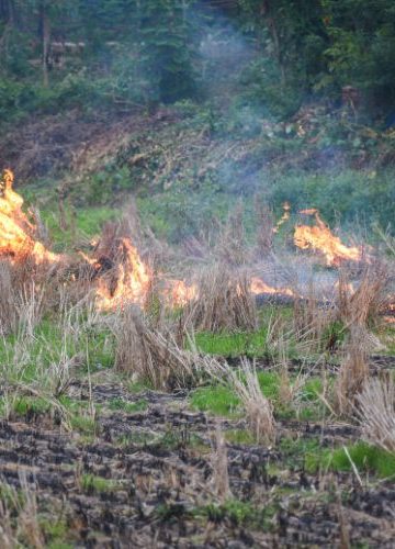 Wypalanie traw wiosną w Szczecinie