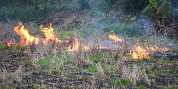 Wypalanie traw wiosną w Szczecinie