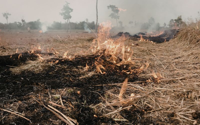 Zdjęcie przedstawia wypalanie trawy