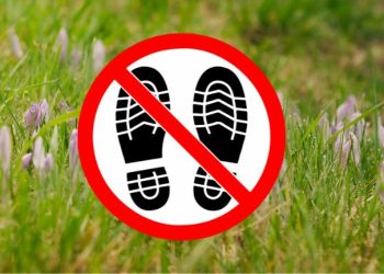 Nie depcz krokusów w Szczecinie. Za takie zachowanie można słono zapłacić – sprawdź jakie kary Ci grożą!