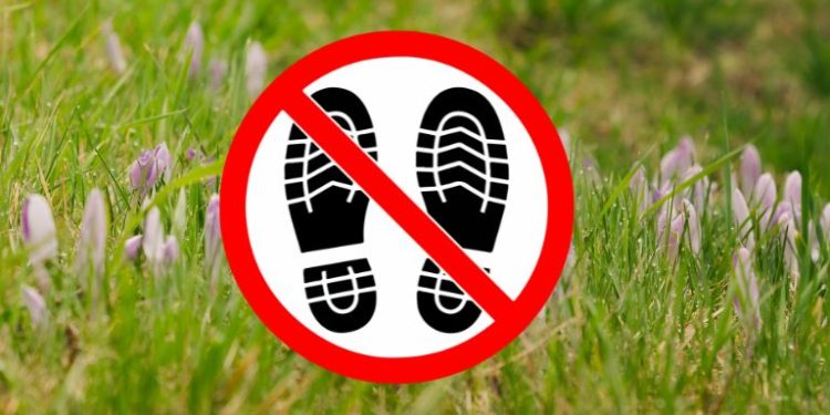 Nie depcz krokusów w Szczecinie. Za takie zachowanie można słono zapłacić – sprawdź jakie kary Ci grożą!