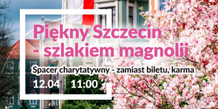 Magnoliowy spacer w Szczecinie już 12 kwietnia. Wystarczy karma dla kotów i chęć do wiosennego spaceru