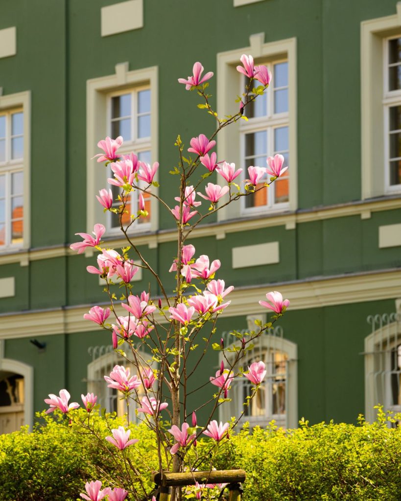 szczecińskie magnolie