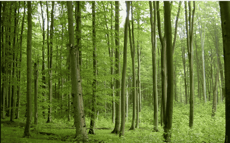 Puszcza Bukowa - Szczeciński Park Krajobrazowy. Wszystko co powinieneś wiedzieć!