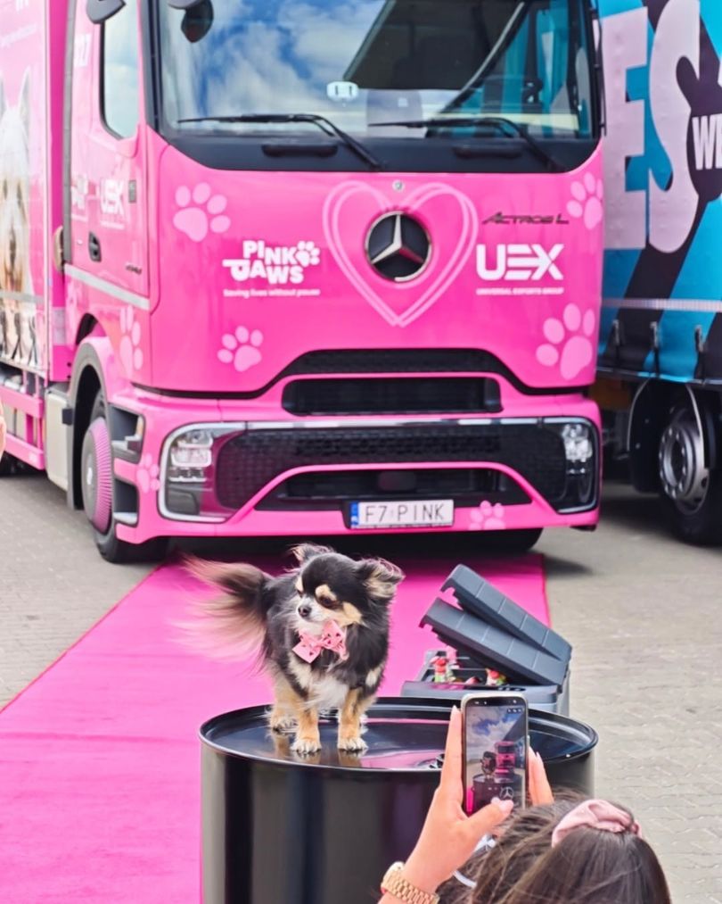 Fundacja Pink Paws z pomocą dla psów