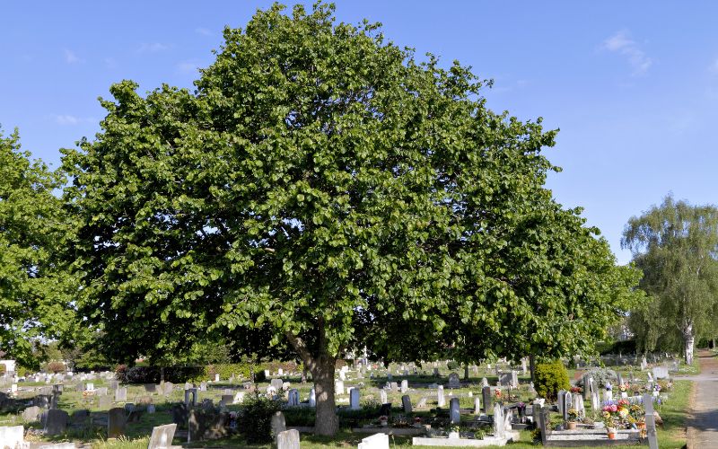 Zdjęcie przedstawia duże, stare drzewo na cmentarzu