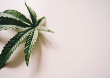 Niemcy dwa lata po częściowej legalizacji marihuany. Spraw konopnych mniej o 57,7 proc., ale przejętego suszu trzy razy więcej