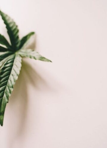 Niemcy dwa lata po częściowej legalizacji marihuany. Spraw konopnych mniej o 57,7 proc., ale przejętego suszu trzy razy więcej