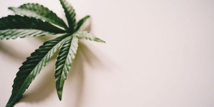 Niemcy dwa lata po częściowej legalizacji marihuany. Spraw konopnych mniej o 57,7 proc., ale przejętego suszu trzy razy więcej