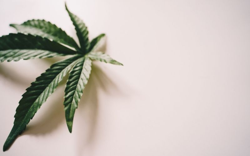 Niemcy dwa lata po częściowej legalizacji marihuany. Spraw konopnych mniej o 57,7 proc., ale przejętego suszu trzy razy więcej